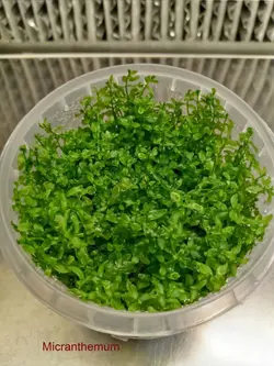 Hemianthus micranthemoidesمیکروعسلی)گلدانی