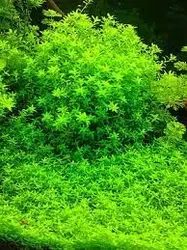 Hemianthus micranthemoidesمیکروعسلی)گلدانی