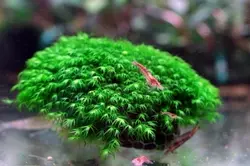 خزه فونیکس (پنجه ای) PHOENIX MOSS