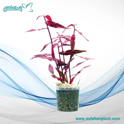 Persicaria sp sao paulo پرسیکاریا