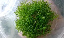 لیمنوفیلاآروماتیکاlimnophila aromatica