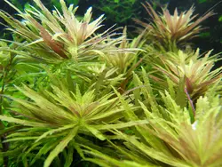 لیمنوفیلاآروماتیکاlimnophila aromatica