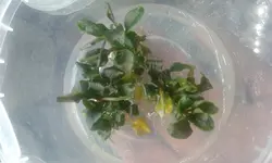 بوسفلاندرابرونی برون