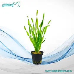 والیزنریا مینی تویستر (گندمی) Vallisneria americana