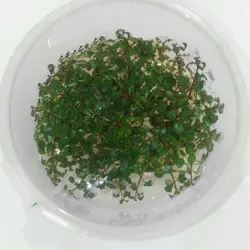 لودوجیاسوپررد