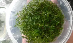 لودوجیاسوپررد