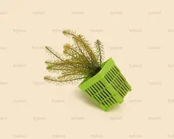 روتالاوالیچی Rotala wallichii