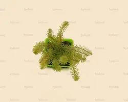 روتالاوالیچی Rotala wallichii