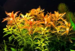 پروسرپیناکا پالوستریس Proserpinaca Palustris