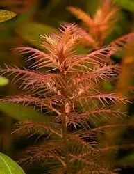 پروسرپیناکا پالوستریس Proserpinaca Palustris