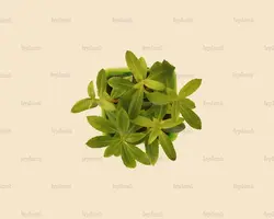 پروسرپیناکا پالوستریس Proserpinaca Palustris