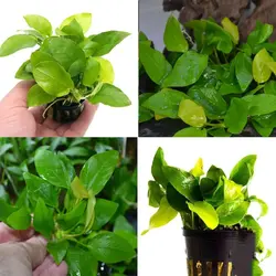 آنوبیاس گلدن ANUBIAS GOLDEN(سایزکوچک)