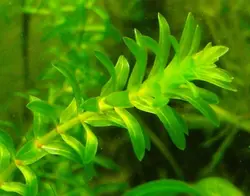 Elodea Canadensis دم گربه ای