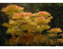 Cabomba furcataکابومباقرمز