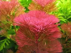 Cabomba furcataکابومباقرمز