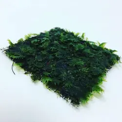 خزه فسیدن نوبلیس FISSIDEN NOBILIS MOSS