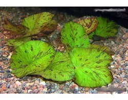 nymphaea lotus grunنیلوفرلوتوس