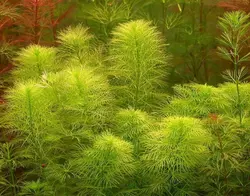 مرفیلیوم سبزMyriophyllum mattogrossense