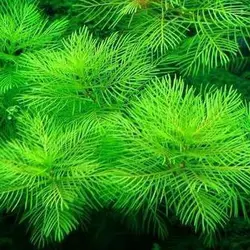 مرفیلیوم سبزMyriophyllum mattogrossense