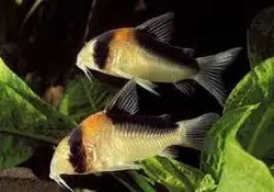 کوریدوراس پاندا (کف خوار)-Panda Corydoras