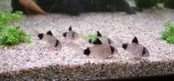 کوریدوراس پاندا (کف خوار)-Panda Corydoras