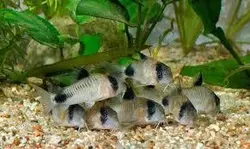 کوریدوراس پاندا (کف خوار)-Panda Corydoras