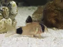 کوریدوراس پاندا (کف خوار)-Panda Corydoras
