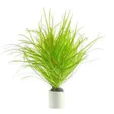 blyxa japonica