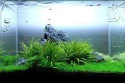 blyxa japonica