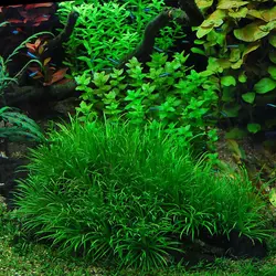 blyxa japonica