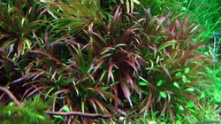 blyxa japonica