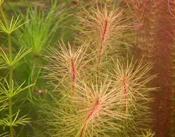 روتالا ویتنام Rotala sp vietnam