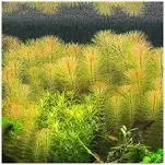 روتالا ویتنام Rotala sp vietnam