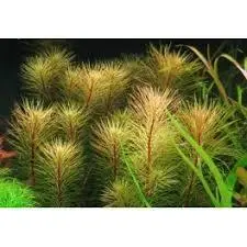 روتالا ویتنام Rotala sp vietnam