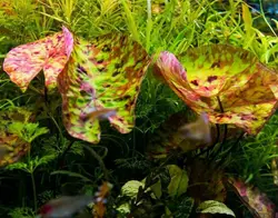 Nymphaea micranthaنیلوفرآفریقایی