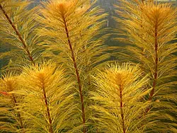 مرفیلیوم قرمزMyriophyllum cf aquaticum roraima