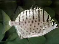 سیلوراسکات