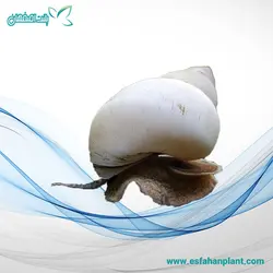 حلزون ویزارد سفید White Wizard Snail