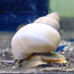 حلزون ویزارد سفید White Wizard Snail