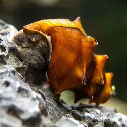 حلزون پاگودا Pagoda Snail