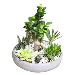 پک بونسای و کاکتوس