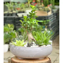 پک بونسای و کاکتوس