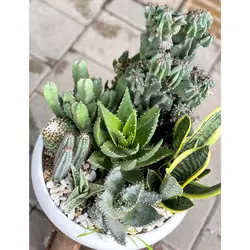مجموعه کاکتوس و ساکولنت شماره 2