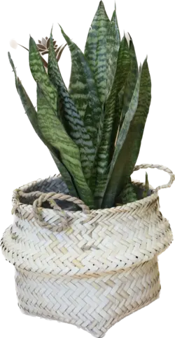 سانسوریا پاکوتاه