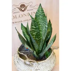 سانسوریا پاکوتاه