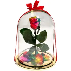 گل دیو و دلبر تک شاخه جاودان(ماندگاری 3 سال)