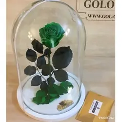 گل دیو و دلبر تک شاخه جاودان(ماندگاری 3 سال)