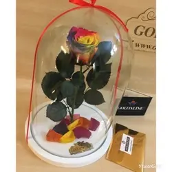 گل دیو و دلبر تک شاخه جاودان(ماندگاری 3 سال)