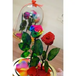 گل دیو و دلبر دو شاخه جاودان(ماندگاری 3 سال)