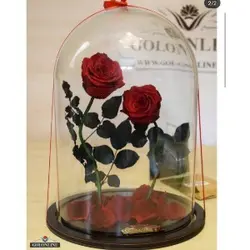 گل دیو و دلبر دو شاخه جاودان(ماندگاری 3 سال)